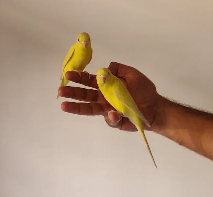 Class of 2025 Admissions Trends Part I: Canaries in the Coal Mine?