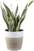 Snake Sansevieria Floor Plant